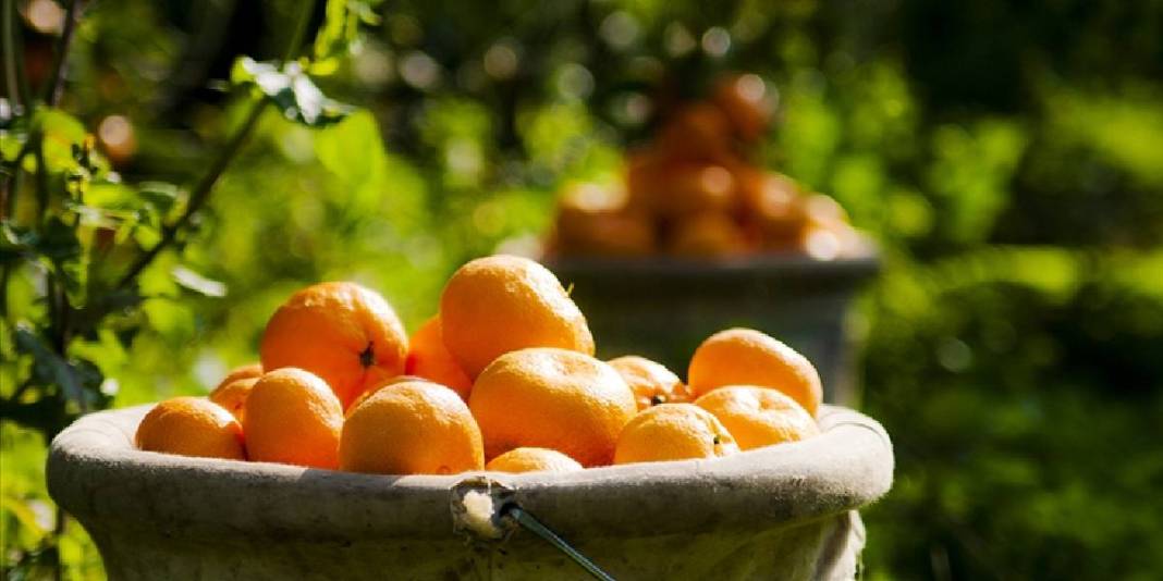 Limonu, portakalı solladı, C vitamini şampiyonu oldu! Duyan şaşırıyor: En fazla C vitamini bu meyvede 1